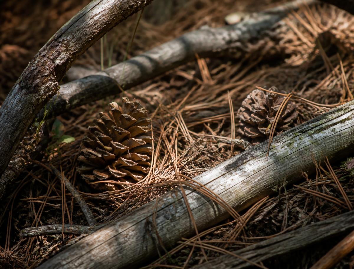 Dry pine needles, cones and fallen branches built up on the forest floor